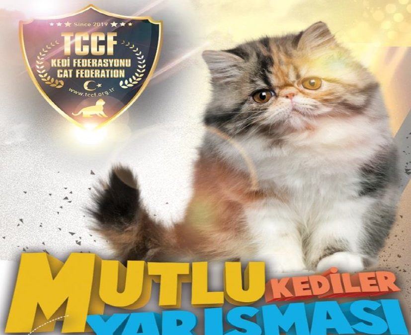 Mutlu Kediler Yarışması