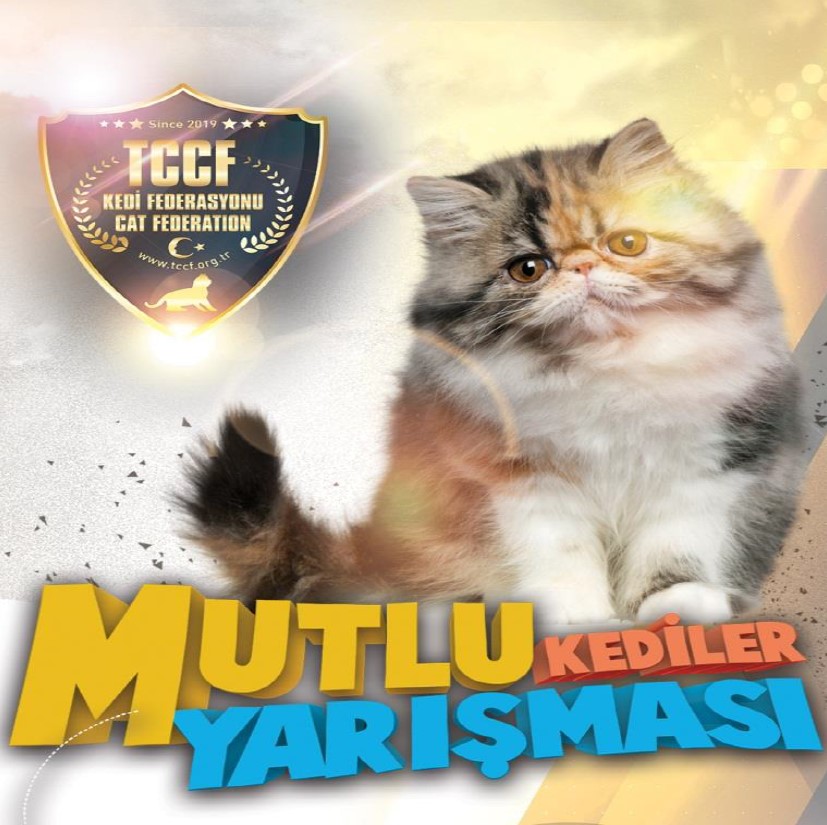 Mutlu Kediler Yarışması